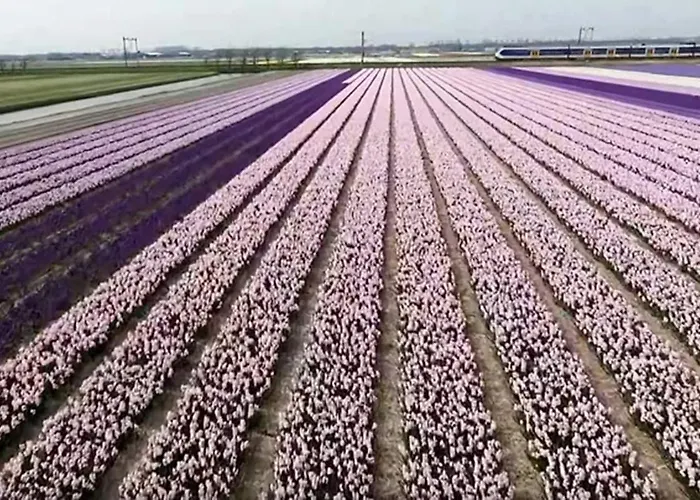 Two Tulips Dutch Retreat *