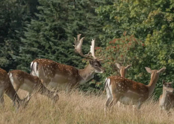 Two Tulips Dutch Retreat Apartment
